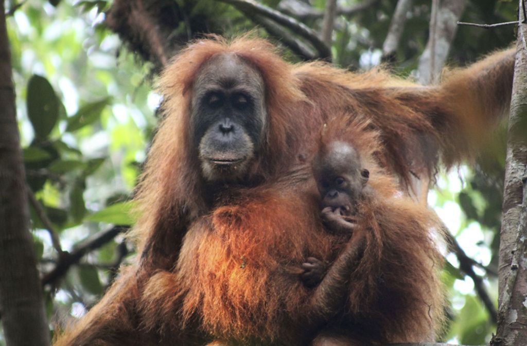 2017 – „Pongo tapanuliensis“: Nach jahrelangen Untersuchungen kam ein internationales Forscherteam 2017 zu dem Schluss, dass es sich bei der Gruppe von etwa 800 Orang-Utans, die von anderen isoliert auf der indonesischen Insel Sumatra lebt, um eine eigenständige Art handelt. Sie bekam – nach der dortigen Region – den Namen Tapanuli Orang-Utan.