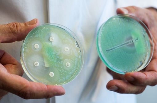 Petrischalen mit  Krankenhauskeimen, die Mehrfachresistenzen gegenüber Antibiotika aufweisen. Foto: Armin Weigel/dpa