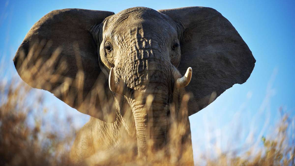  Mit diesem Elefanten ist nicht zu spaßen: In Südafrika nutzt ein Tierfilmer eine versteckte Kamera, um eine Herde Dickhäuter aufzunehmen. Doch einem der Protagonisten gefällt das ganz und gar nicht. 