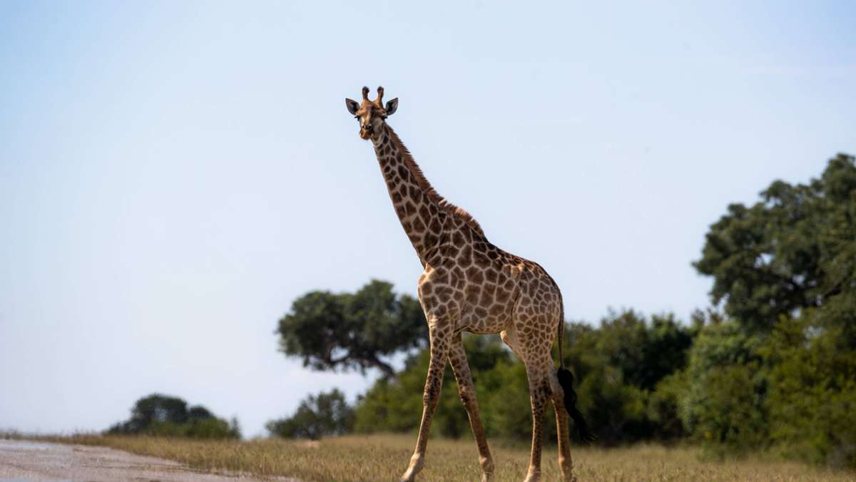 Unglück in Südafrika: Giraffe verletzt Kleinkind bei Angriff tödlich