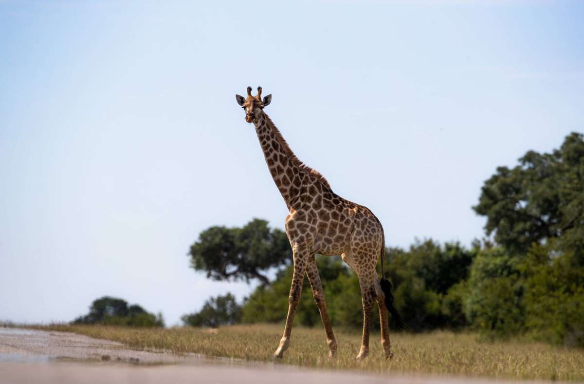 Ein Giraffen-Angriff ist äußerst selten. (Symbolbild) Foto: IMAGO/Mint Images