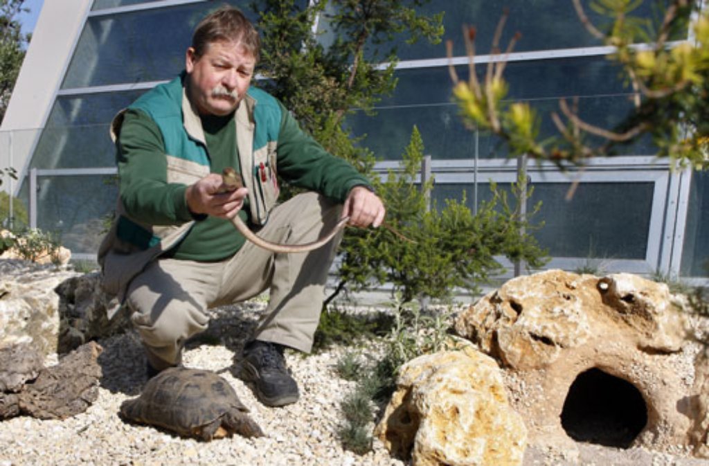 Tierpfleger Harald Aberle setzt die Bewohner in die neue Anlage neben der Krokodilhalle. Griechische Landschildkröten, Breitrandschildkröten und Scheltopusik, eine beinlose Echse, erobern ihr neues Heim.