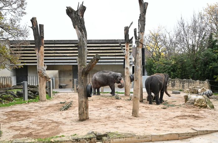 Elefanten müssen warten - Bauprojekt verzögert sich