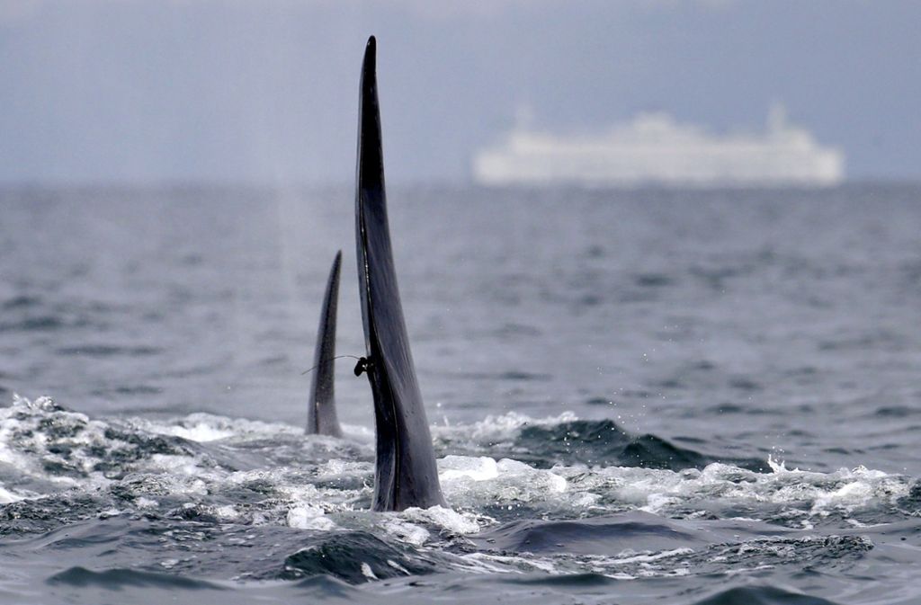 Ein Orca im Puget-Sound vor Seattle zeigt seine Rückenflosse: Wissenschaftler haben das Exemplar einer gefährdeten Art mit einem Satellitensender versehen.