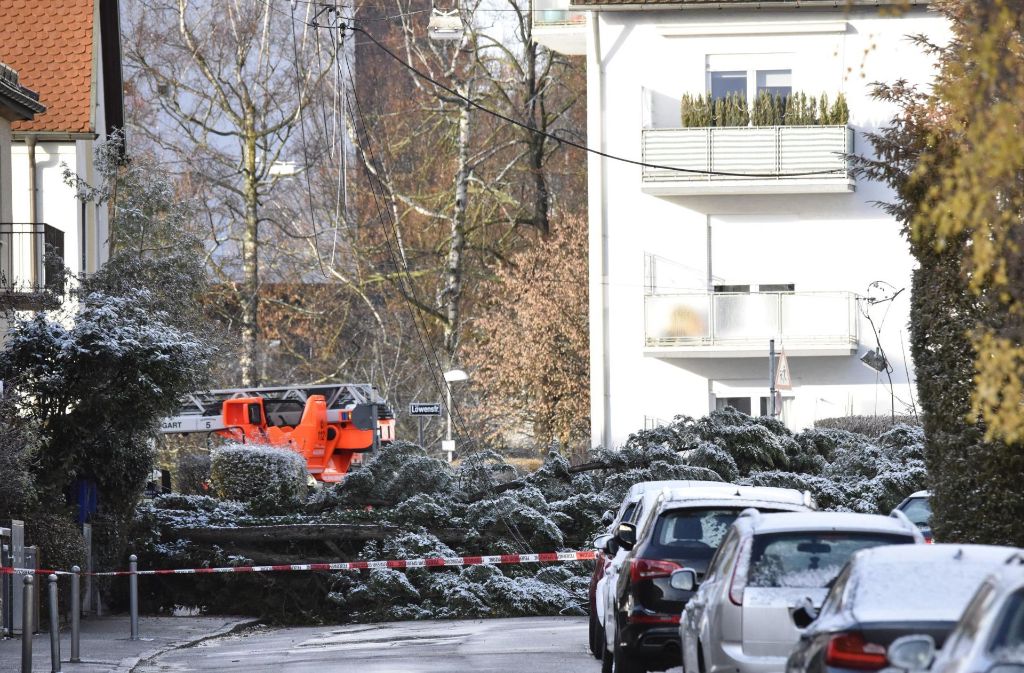 Nachdem Mitarbeiter eines Energieunternehmens den Strom abgestellt hatten, zerlegte die Feuerwehr den Baum.