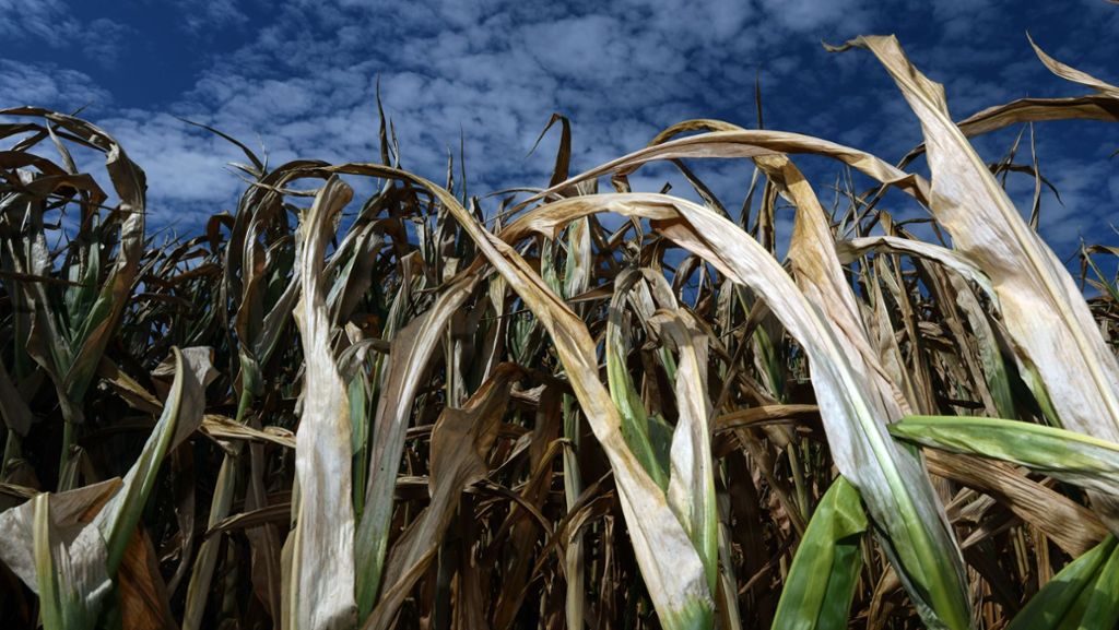 Verunreinigtes Saatgut: Gen-Mais auf Feld im Südwesten entdeckt