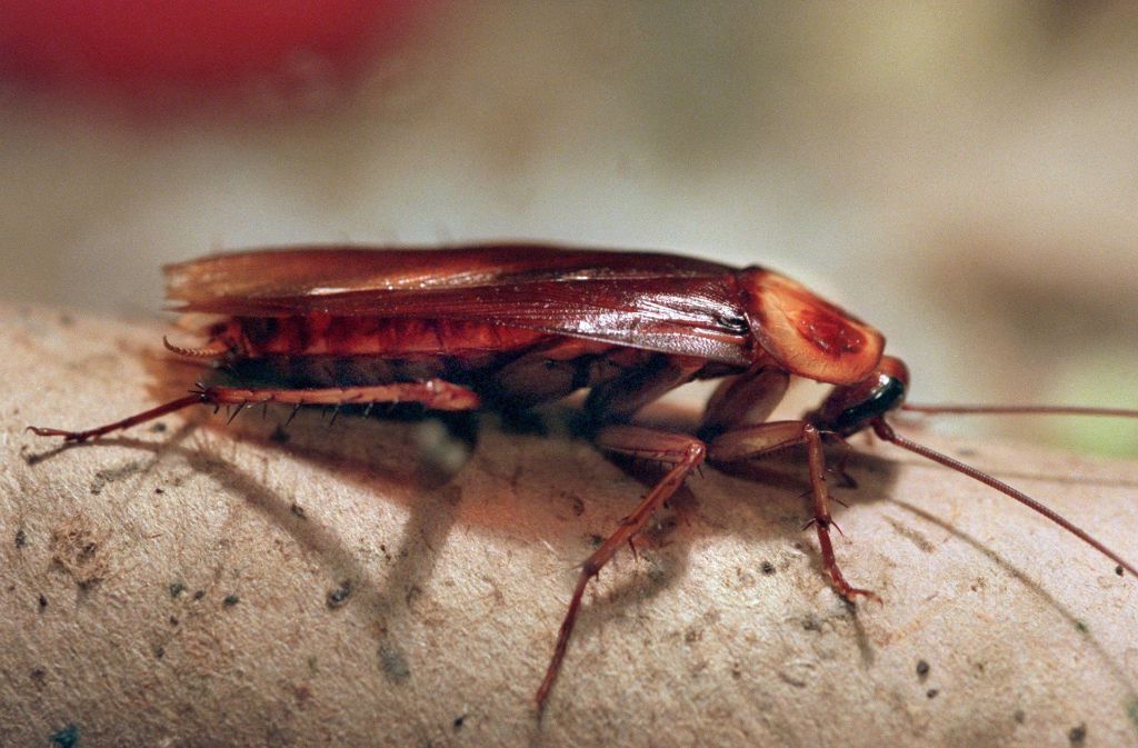 Kakerlaken (Küchenschabe, cockroach, cucaracha) gehören zur Familie der Blattidae. Sie leben mit Vorliebe in menschlichen Behausungen, wo sie als Vorratsschädlinge ihr Unwesen treiben. Im menschlichen Körper haben sie definitiv nichts verloren.