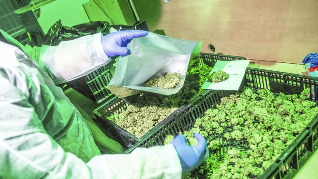 Medizinisches Cannabis: 79 Bieter für Anbau in Deutschland