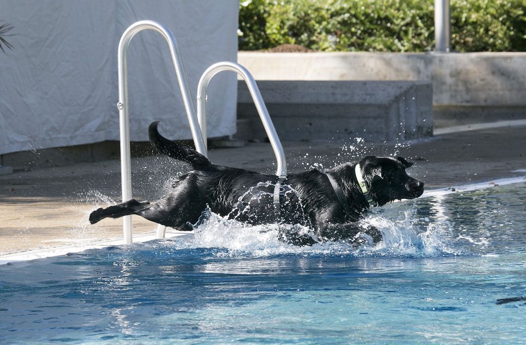 Einige Hunde springen bedenkenlos vom Beckenrand ins Wasser