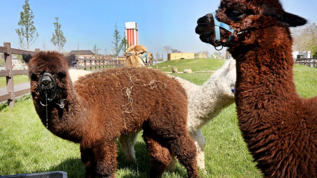Alpaka, Lama, Schwein und Co.: Farm bietet Videochats mit Tieren an