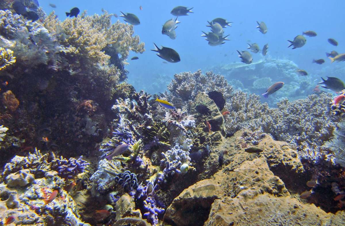 ARTENSTERBE: Bei einer Erderwärmung von zwei bis drei Grad im Vergleich zum vorindustriellen Zeitalter werden laut IPCC bis zu 54 Prozent der weltweiten Arten an Land und im Wasser im Laufe dieses Jahrhunderts vom Aussterben bedroht sein (Bild: Fische schwimmen an einem Korallenriff vor der Komodo-Insel in Indonesien).