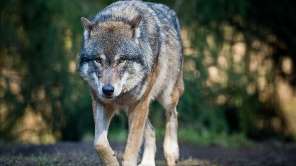 Weißkeißel im Kreis Görlitz: Hund von Wolfsrüde totgebissen