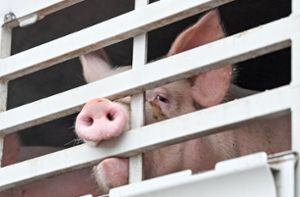 Untersuchung nach erneutem Schockvideo aus Schweinebetrieb