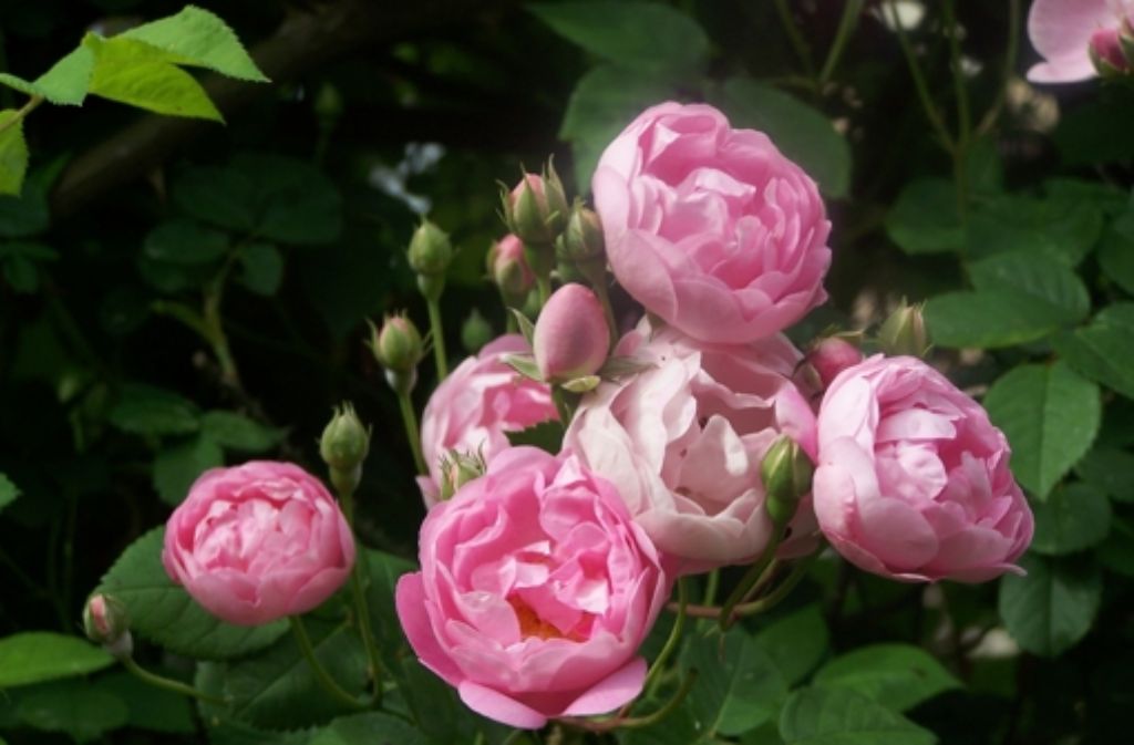 Bei ihr wachsen zum Beispiel besonders schöne Rosen der Sorte Raubritter.