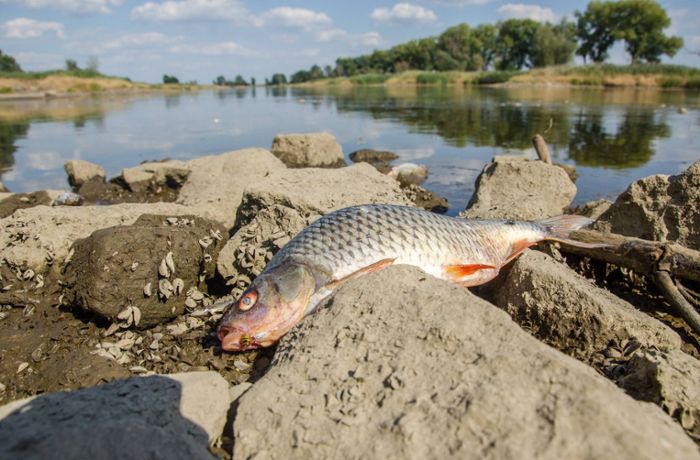 Massives Fischsterben in der Oder – Was ist die Ursache?