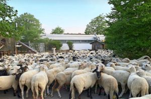 Rund 500 Schafe besetzen Schulhof in Böblingen