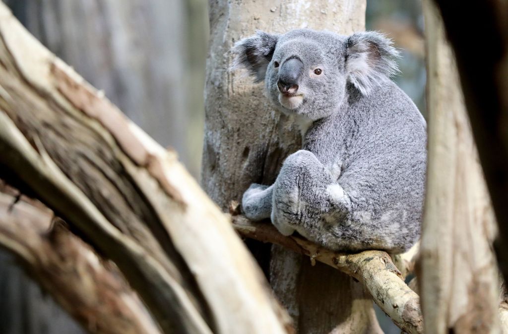 Koalas trinken extrem wenig
