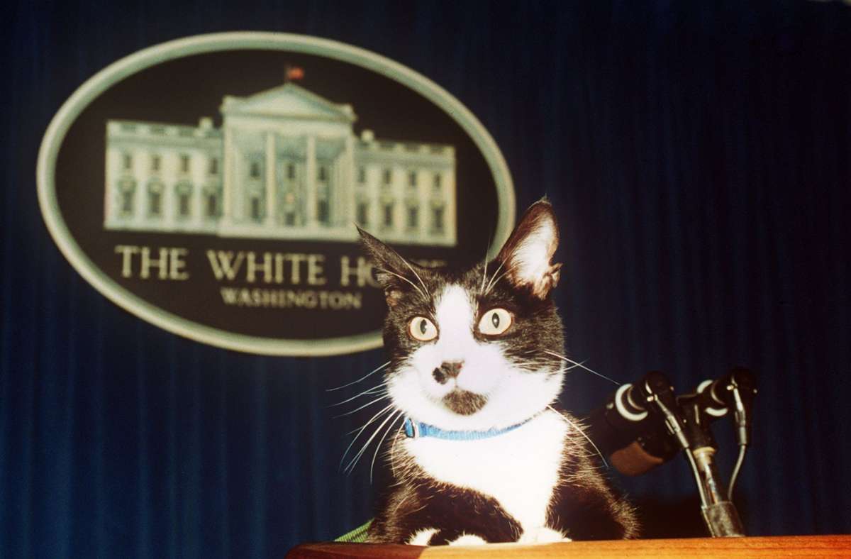„First cat“ Socks 1994 bei einer „Pressekonferenz“ im Weißen Haus in Washington