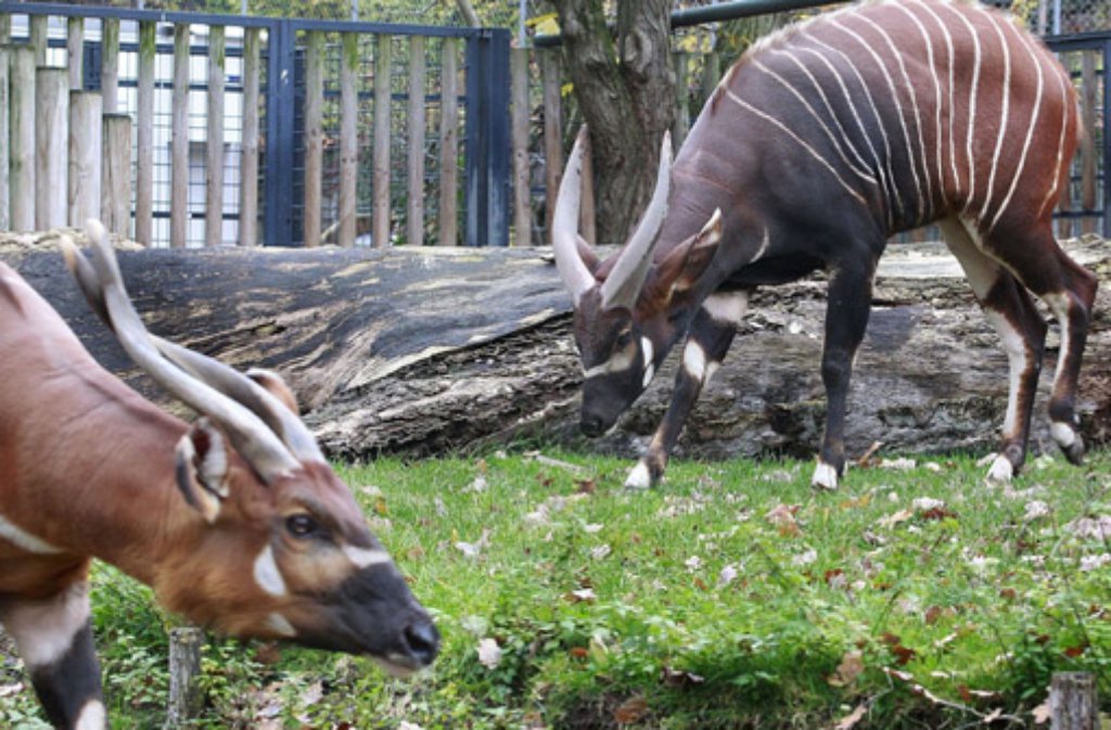 Die kleine Herde Bongo-Antilopen der Wilhelma hat nach dreijähriger Pause ein männliches Mitglied bekommen: Der neue Bulle im ...