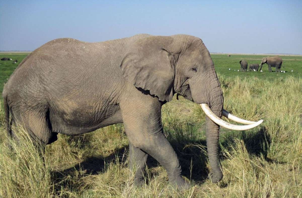 Elefanten: Rund 350 000 Elefanten leben noch in Afrika in freier Wildbahn. Jedes Jahr werden nach Schätzungen des WWF 20 000 von ihnen wegen ihres Elfenbeins gewildert. (
