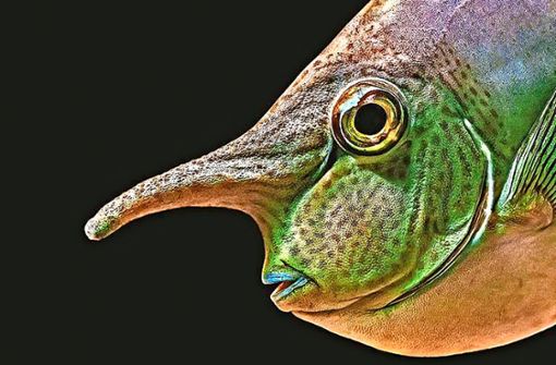 Wie aus einer anderen Welt: Den Nasendoktorfisch hat Stefan Brusius im Aquarium fotografiert. Foto: Stefan Brusius