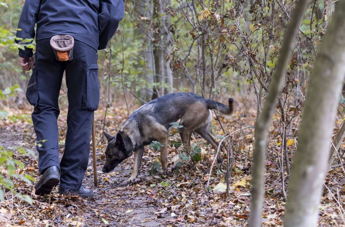 Die Polizei sucht mit rund 60 Beamten in einem Waldstück nach der vermissten 21-Jährigen (Symbolbild). Foto: IMAGO/Reichwein/IMAGO/Christoph Reichwein (crei)