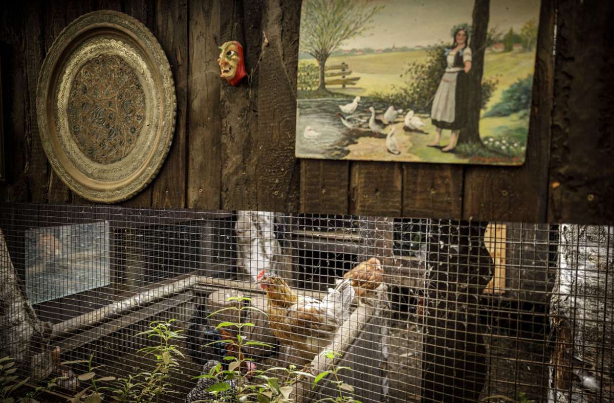 Auch Hühner leben mit Wolfgang Resch auf dem Schrottplatz im Eisental
