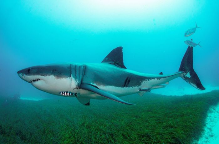 Riesiger Weißer Hai tötet Tauchlehrer