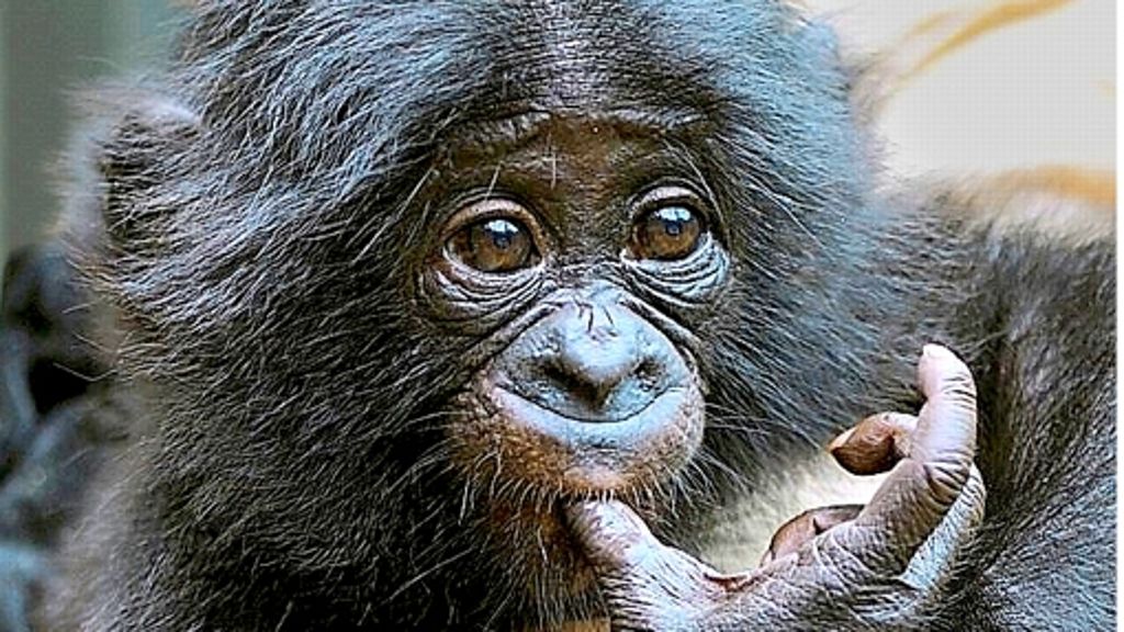 Biologie: Was Babys und Affenkinder eint