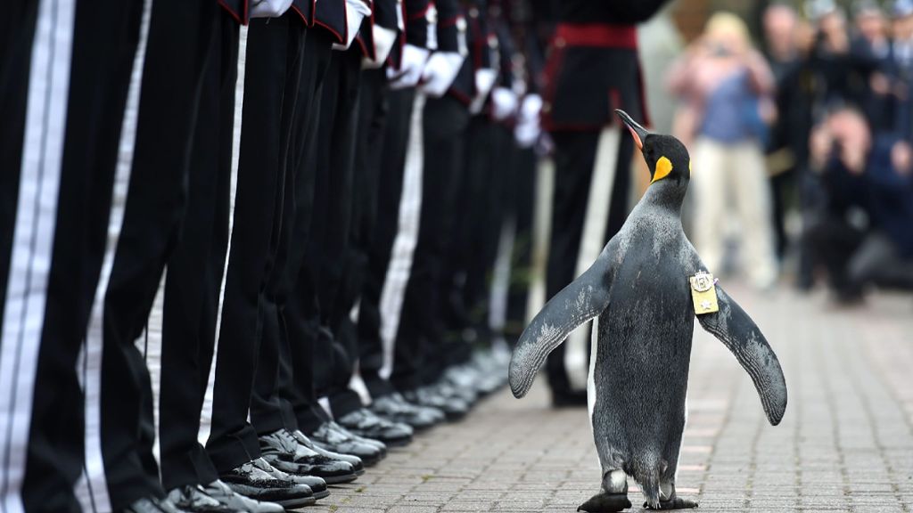 PetContent - Es gibt schon seltsame Traditionen: im Zoo von Edinburgh ist ein Pinguin an 50 norwegischen Soldaten vorbei flaniert - und dabei zum Brigadegeneral befördert worden.