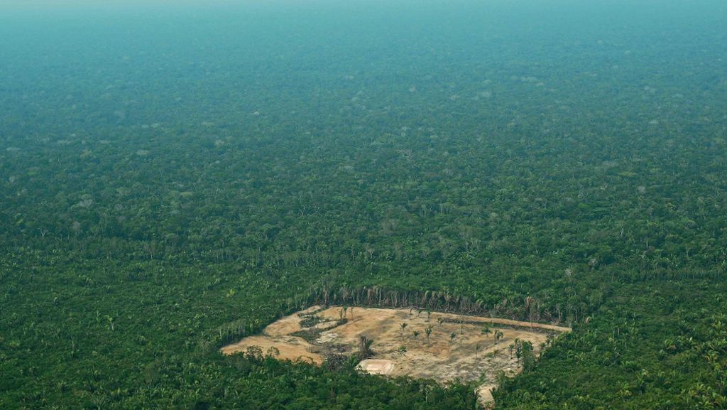 Amazonas in Brasilien: Die Lunge der Welt ist durch die Wahlen in Gefahr