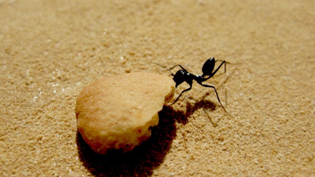 Kinderwissen: Ameisen im Rückwärtsgang