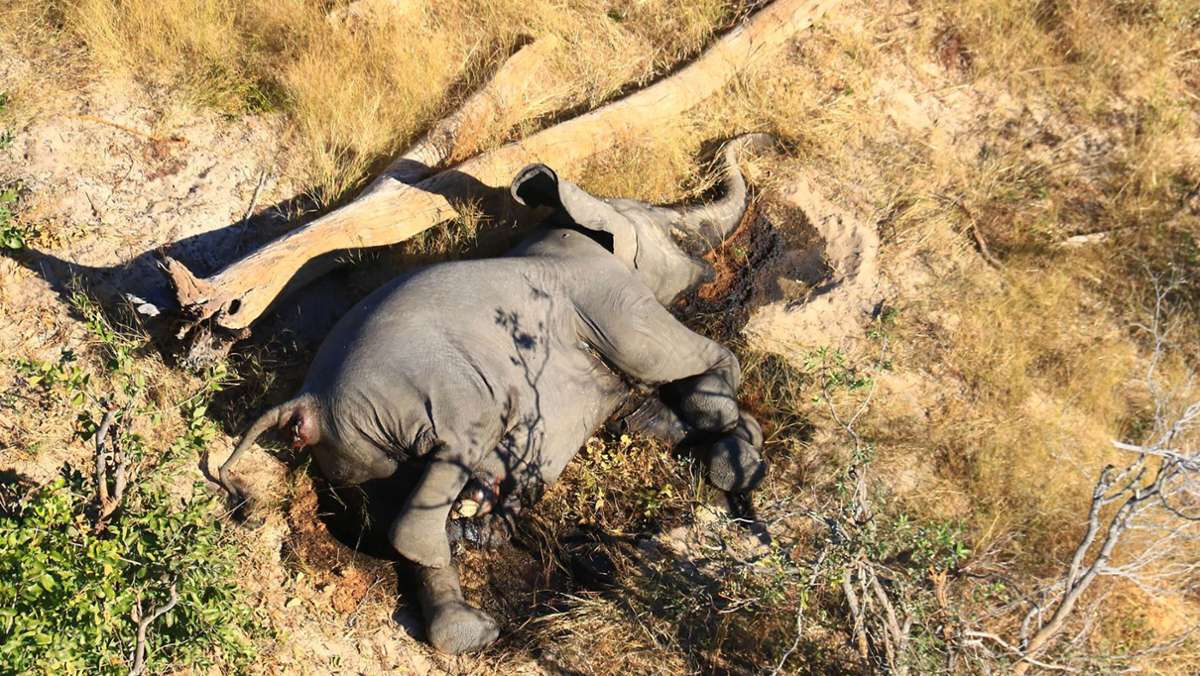 Elefanten-Sterben in Afrika ist offenbar geklärt: Tote Elefanten – es waren Bakterien