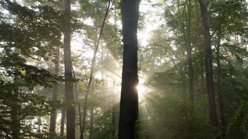 Wie soll Wald bewirtschaft werden?: Erste Erfolge im Streit über die Waldbewirtschaftung
