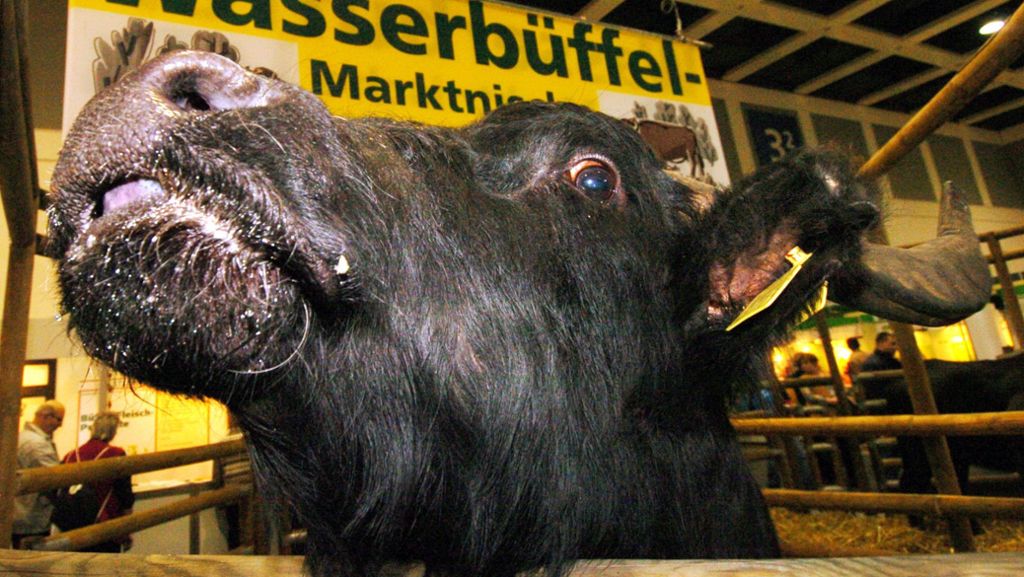 Kreis Heilbronn: Ausgebüxter Wasserbüffel erschossen