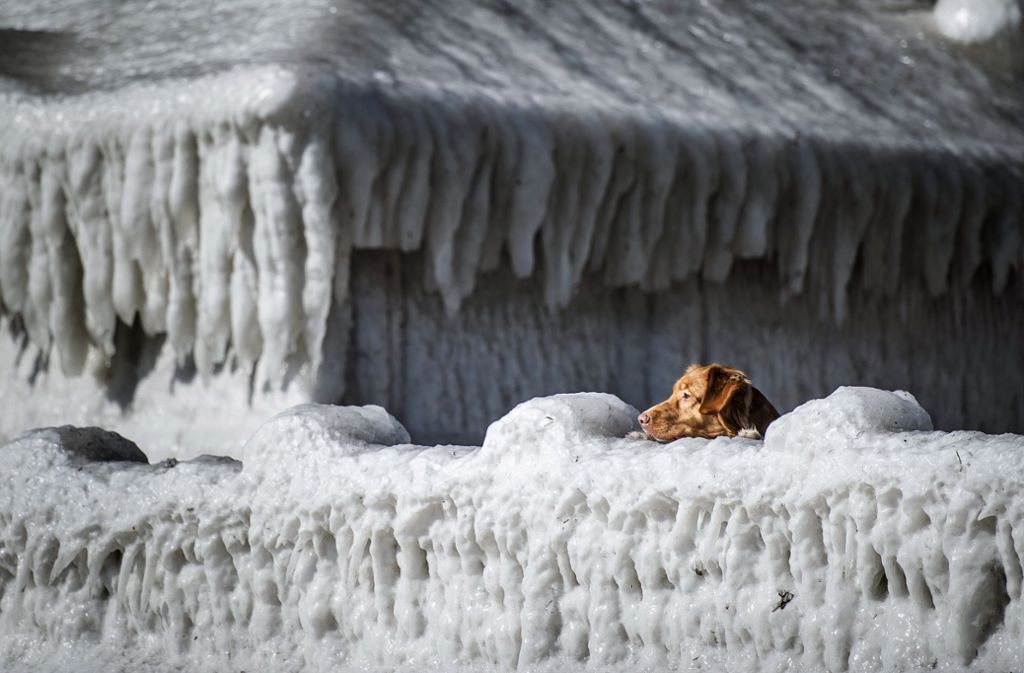 Auch in Dänemark ist der Winter noch in vollem Gange. Ein Hund schaut über eine Eismauer. In Strandnähe sind...