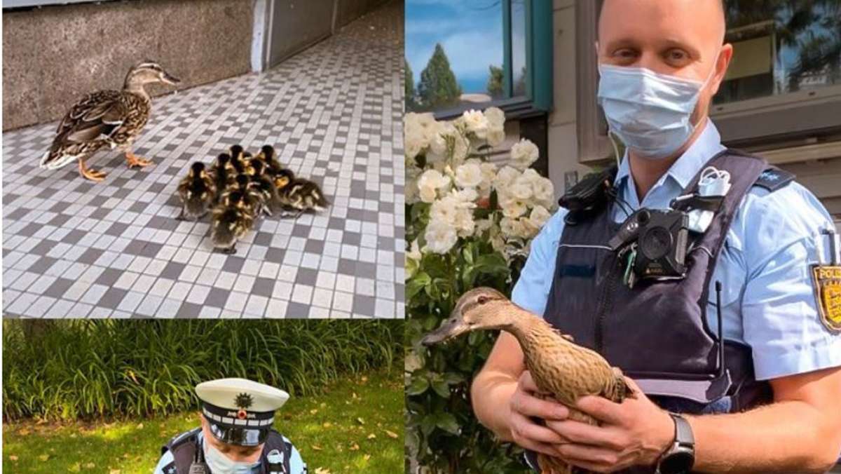  Tierische Rettungsaktion in Stuttgart: Völlig orientierungslos irrt eine Entenfamilie in der Innenstadt umher. Die Polizei ist zur Stelle – und sorgt für ein Happy End. 