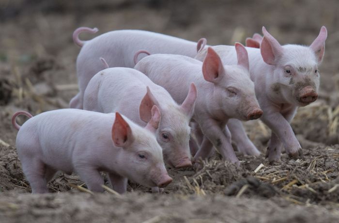 Schweinetransporter kippt um - 700 Ferkel tot