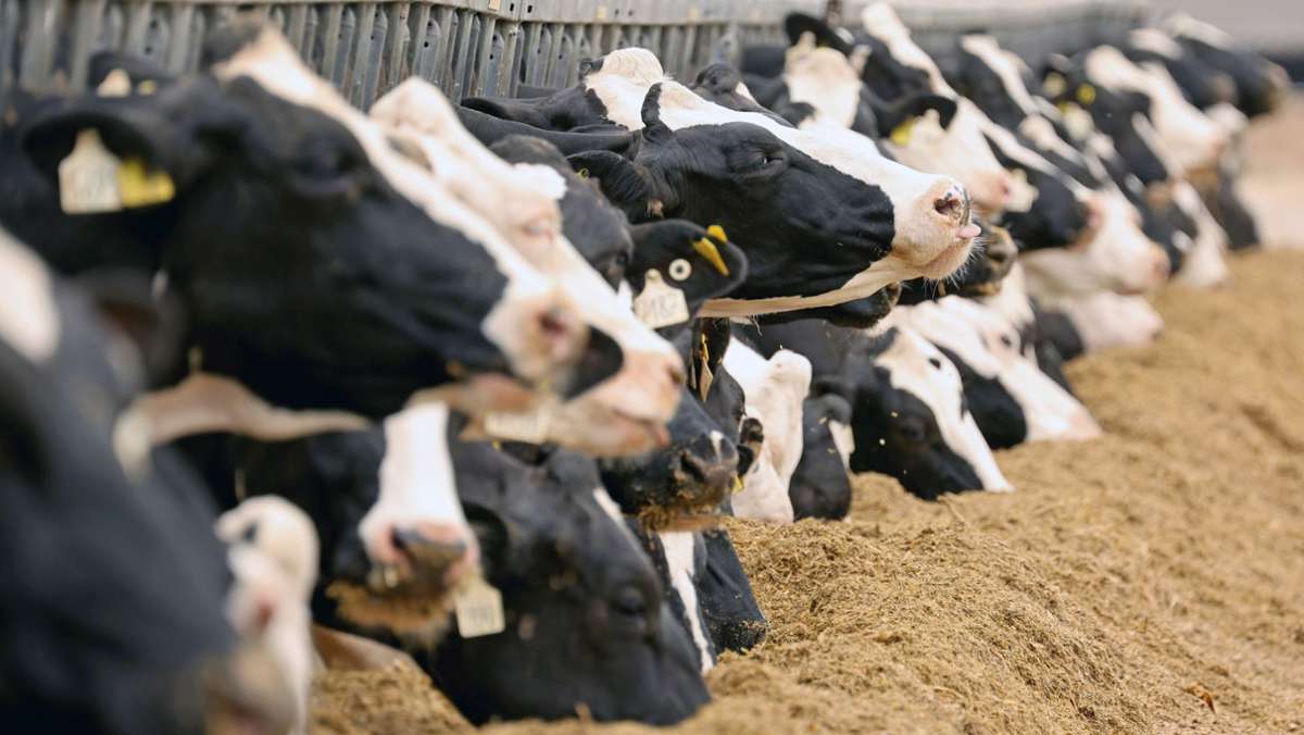 Brisantes Papier: Irland erwägt Tötung Zehntausender Kühe – zum Klimawohl
