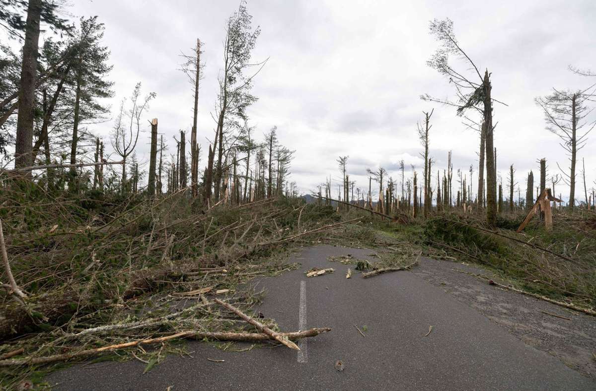 Der Tropensturm zerstörte einen Pinienwald auf der Nordinsel bei Tongariro.