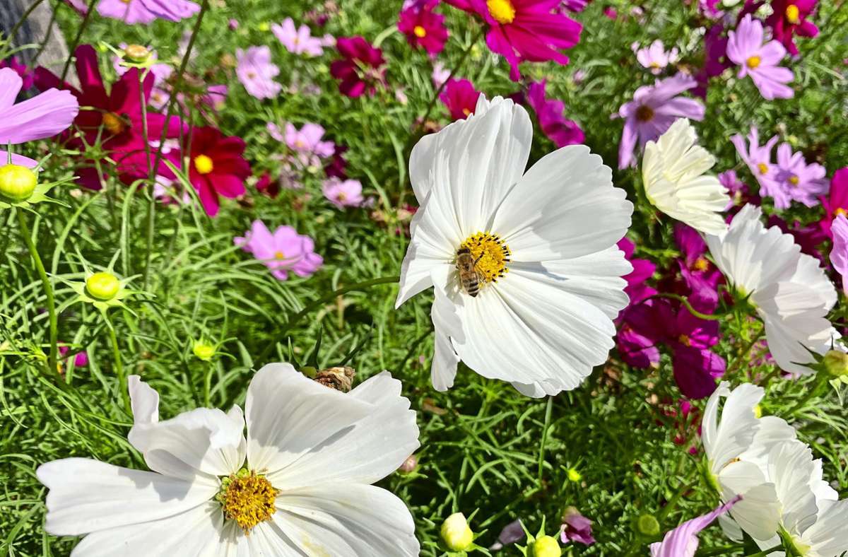 Die drei Tröge vor dem Technischen Rathaus sind it einer Mischung aus Schmuckkörbchen bepflanzt. Durch ihre weißen-, pinken, und violettfarbenen Blüten ähneln sie einer Blumenwiese. Das freut vor allem die Bienen, die dort herumschwirren.