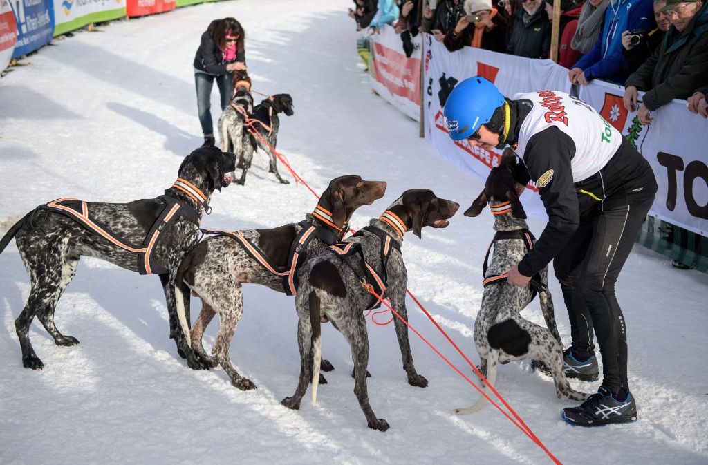 Rund 125 Teams aus ganz Europa mit etwa 1000 Hunden sind am Wochenende in der Schwarzwald-Gemeinde Todtmoos im Kreis Waldshut bei den internationalen Schlittenhunderennen an den Start gegangen.