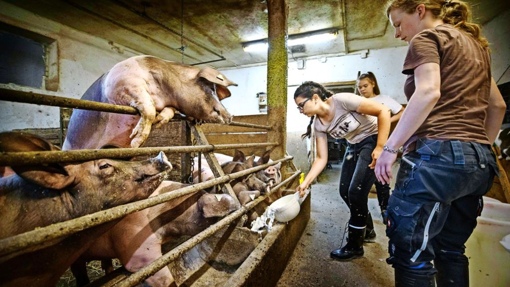 Siebtklässler auf einem Schulbauernhof: Teenies im Schweinestall