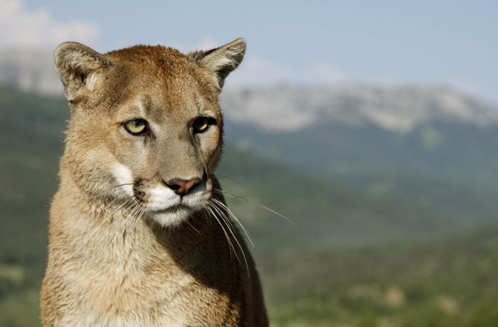 Puma tötet Mountainbiker