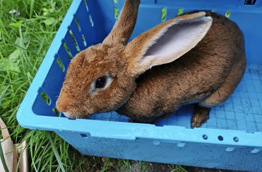 Dieses Kaninchen wurde jüngst in Birkach gefunden. Foto: privat