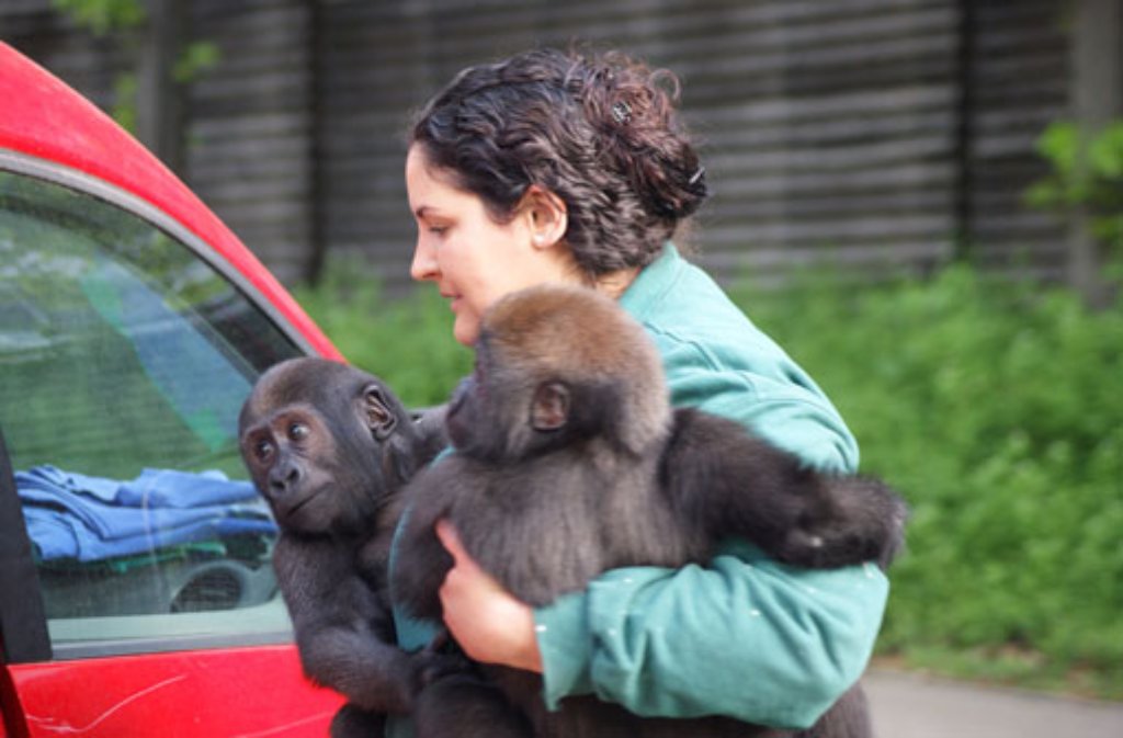 Die vier handaufgezogenen Gorilla-Kinder nahmen sich mit ihren Pflegerinnen ein Taxi ins neue Domizil.
