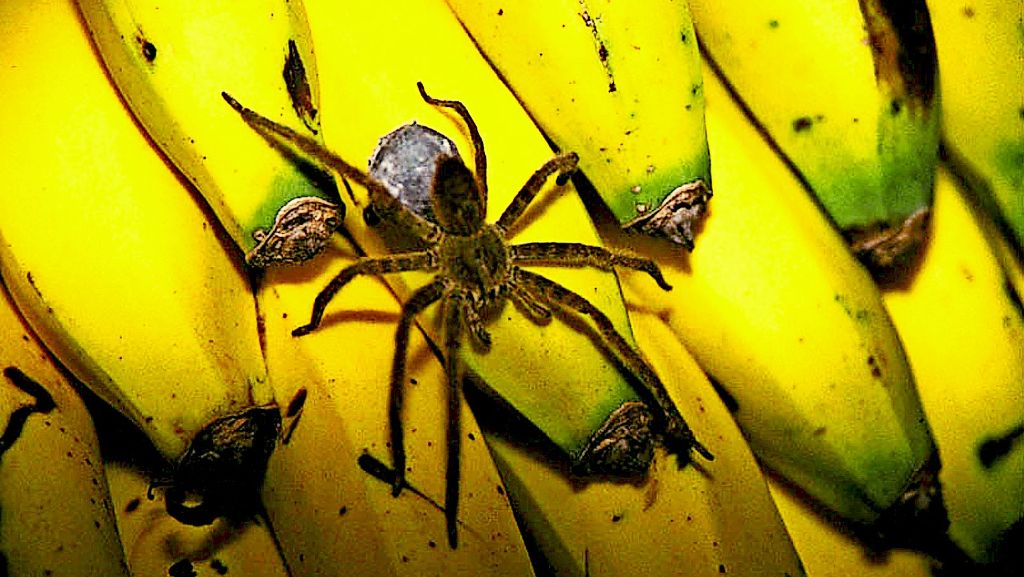 Polizei Kreis Ludwigsburg: Tropen-Spinne im Supermarkt