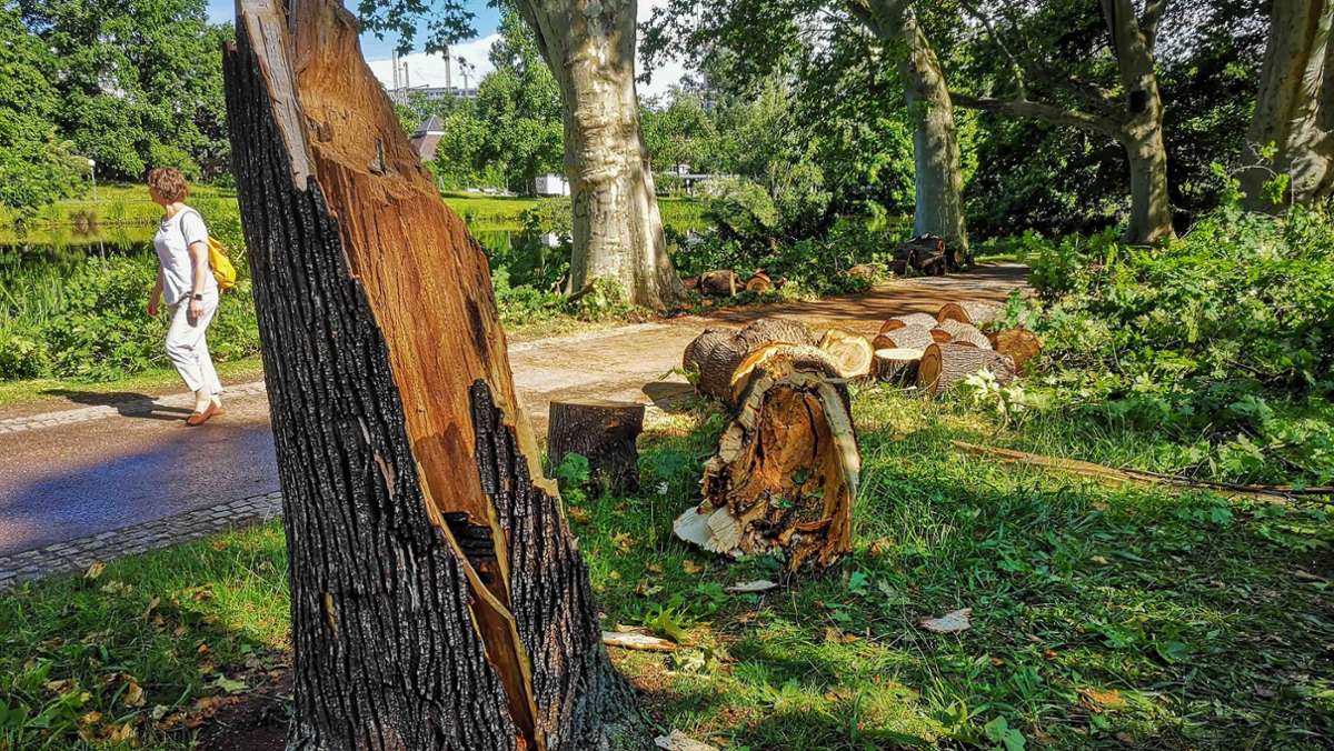 Nach dem Unwetter in Stuttgart: Mindestens 15 alte Bäume im Park entwurzelt