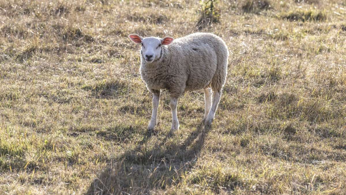 Adelberg im Kreis Göppingen: Unbekannte töten und schlachten Schaf auf Weide