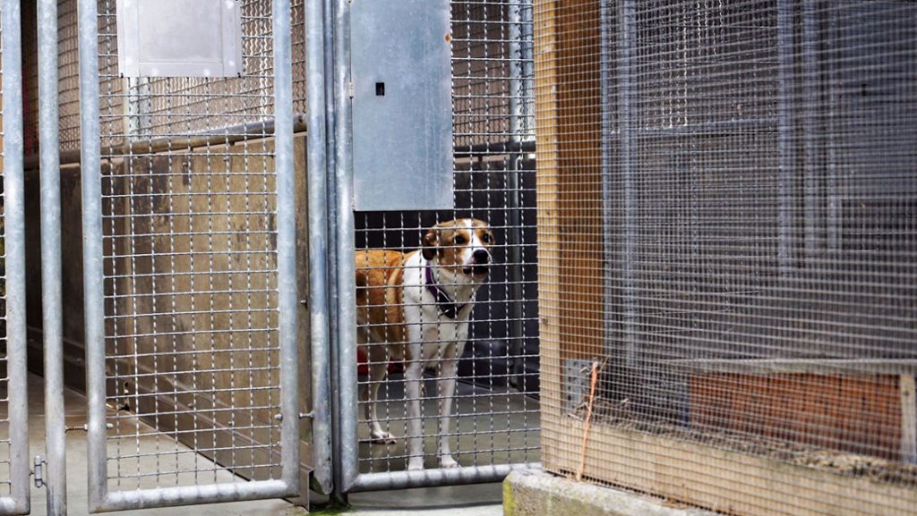 Tierschutzverein Esslingen: Benefizkonzert zugunsten des neuen Tierhauses